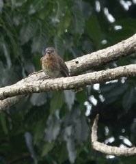 Hypsipetes philippinus