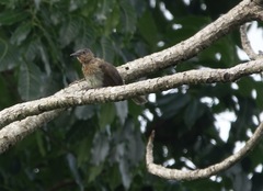 Hypsipetes philippinus