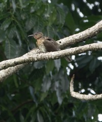 Hypsipetes philippinus