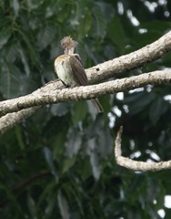 Hypsipetes philippinus