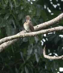 Hypsipetes philippinus