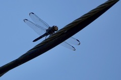 Potamarcha congener