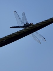 Potamarcha congener