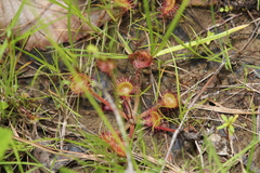Drosera rotundifolia