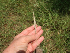 Bothriochloa longipaniculata