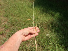 Bothriochloa longipaniculata