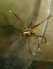 Eratigena inermis