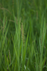 Elymus ciliaris