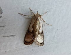 Chrysanympha formosa