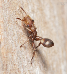 Cephalotes umbraculatus