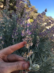 Lupinus padre-crowleyi