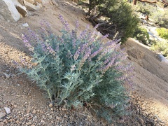 Lupinus padre-crowleyi