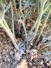 Lupinus padre-crowleyi