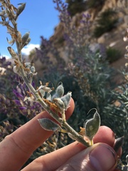 Lupinus padre-crowleyi
