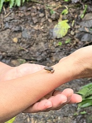 Epipedobates machalilla