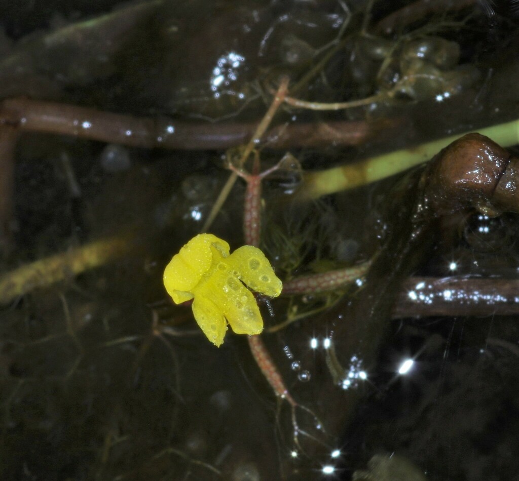 Utricularia breviscapa Wright ex Griseb. 4