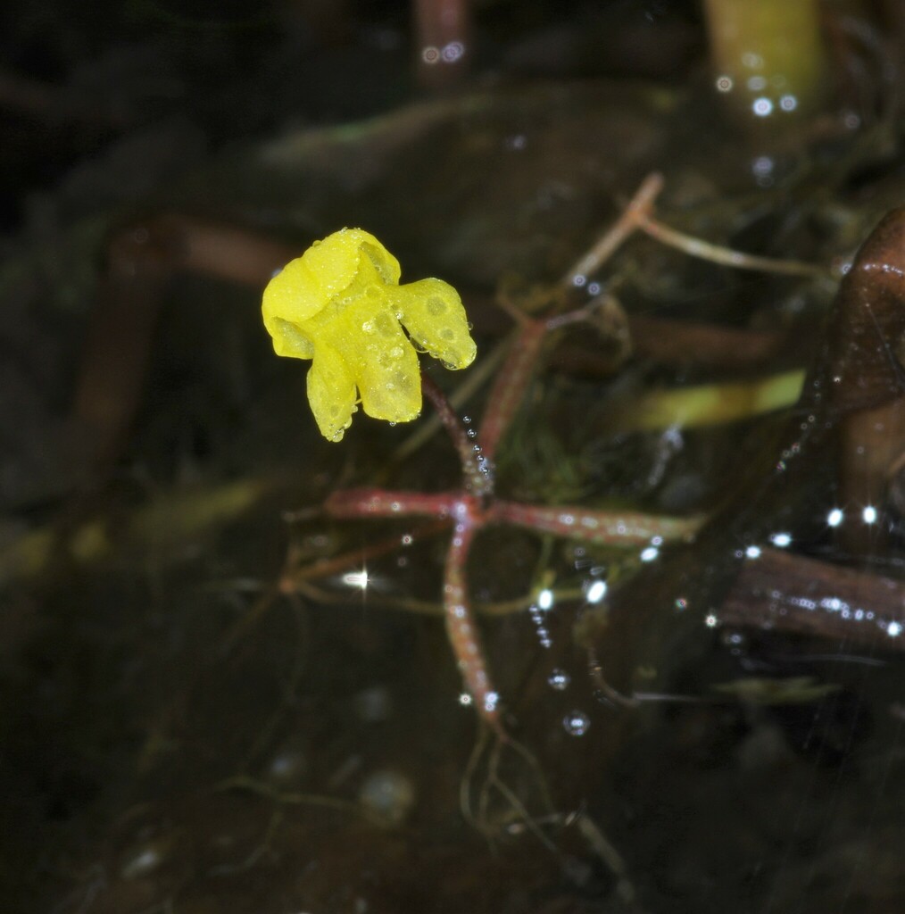 Utricularia breviscapa Wright ex Griseb. 3