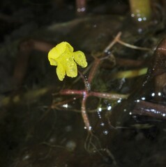 Utricularia breviscapa