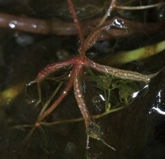 Utricularia breviscapa