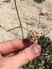 Eriogonum latens