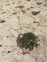 Eriogonum latens