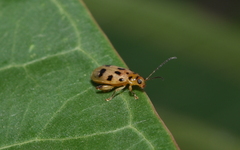 Systena nigroplagiata