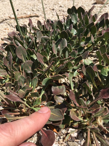 Image of Eriogonum latens by (c) Martin Purdy, some rights reserved (CC BY)