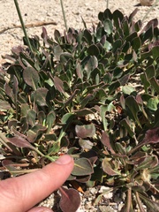 Eriogonum latens