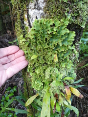 Pseudocyphellaria glabra