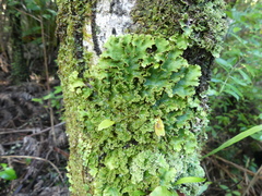 Pseudocyphellaria glabra