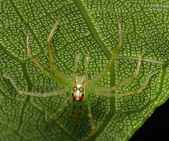 Lyssomanes