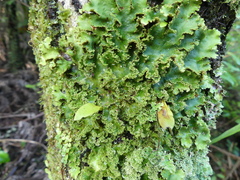 Pseudocyphellaria glabra