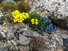 Eritrichium argenteum