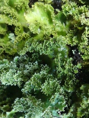 Pseudocyphellaria glabra