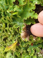 Pseudocyphellaria glabra