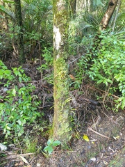 Pseudocyphellaria glabra