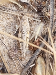 Sphingonotus imitans