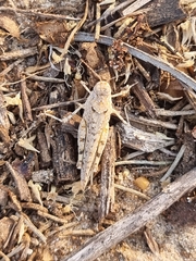 Sphingonotus imitans