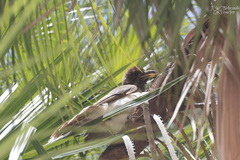 Psilorhinus morio