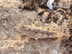 Sphingonotus imitans