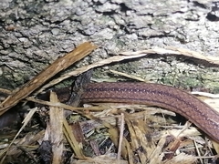 Atractus trilineatus