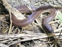 Atractus trilineatus