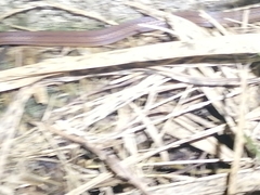 Atractus trilineatus