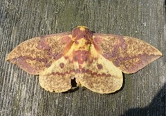 Eacles imperialis pini