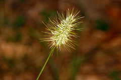 Echinopogon