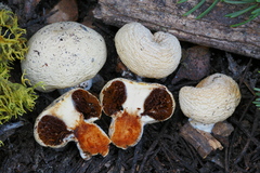 Pholiota nubigena