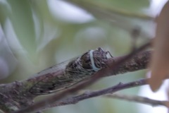 Diceroprocta marevagans