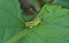 Melanoplus bivittatus