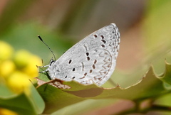 Celastrina echo sidara