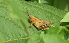 Melanoplus bivittatus